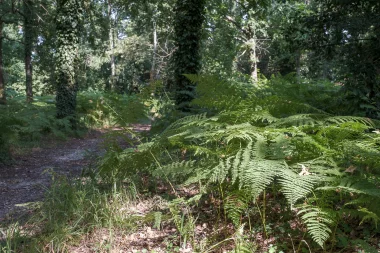 Domaine du Pinsan Eysines fougères (5).